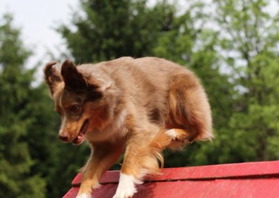 aussie-agility-frame