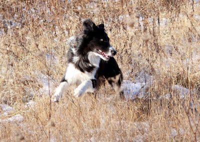 aussie-vienna-dog-weeds