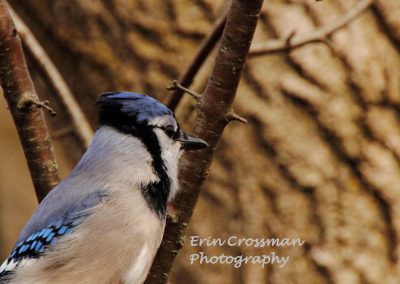 blue-jay