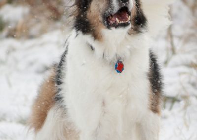 chase-dog-snow