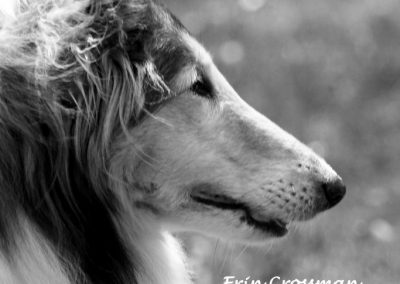 collie-rough-dog-monochrome