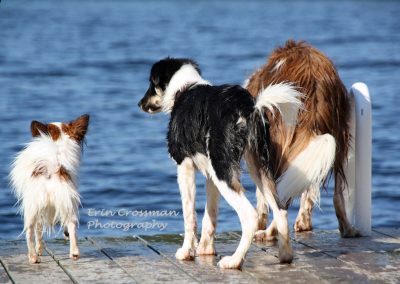 dock-dogs-swim