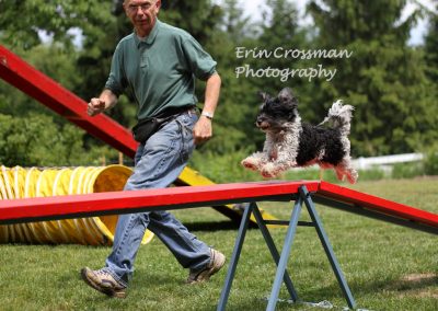 dog-agility-havanese