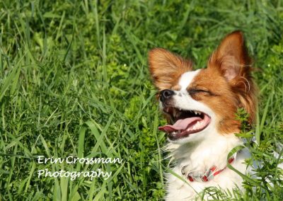 dog-laugh-papillion-grass