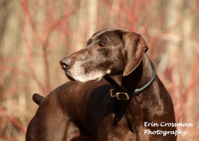 german-shorthaired-pointer