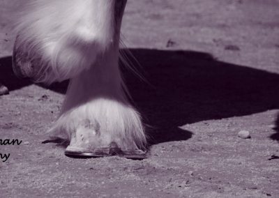 hooves-horse