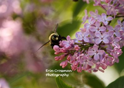 lilac-bee