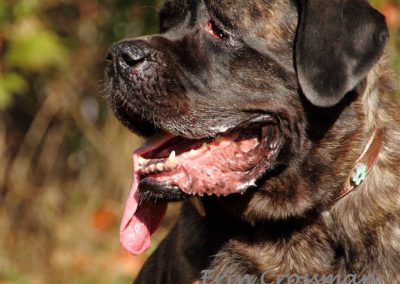 rosie-dog-mastiff