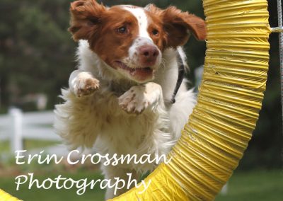 spaniel-agility-tire-jump