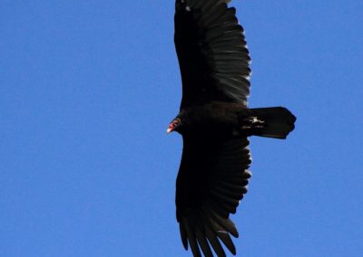 vulture-fly-sky
