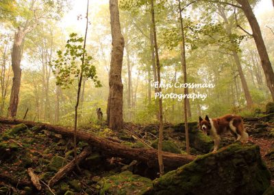 woods-fog-dogs