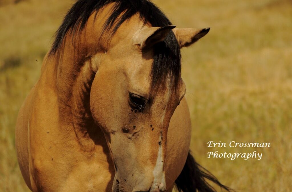 The Wild Horse Sanctuary