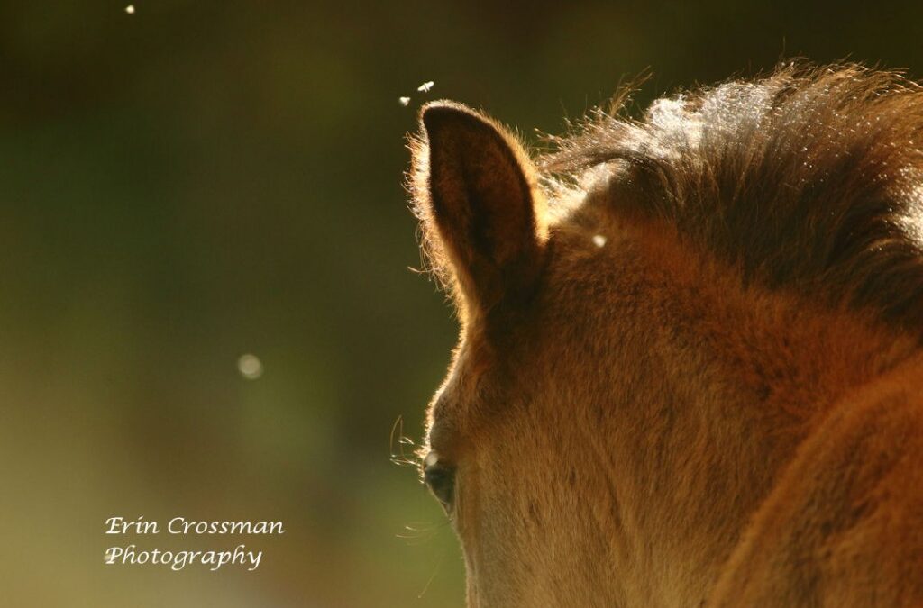 Last Evening at The Wild Horse Sanctuary