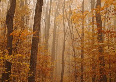 autumn-trees-mist-dogs