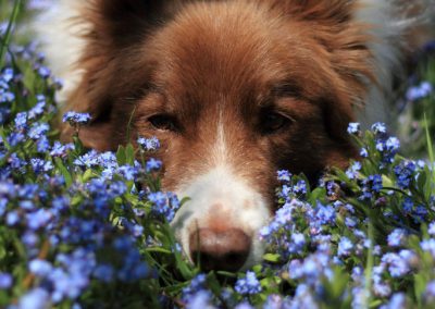 dog-zephyr-flowers-portrait