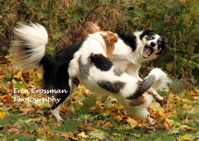 dogs-play-fun-action