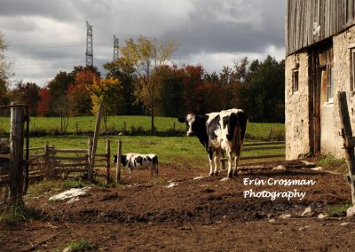 farm-cow