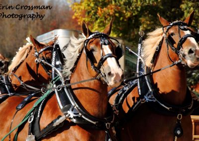 harness-horse