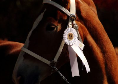 horse-draft-ribbon-win