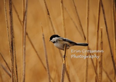 reeds-chickadee
