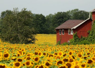 sunflower-barn-summer-farm