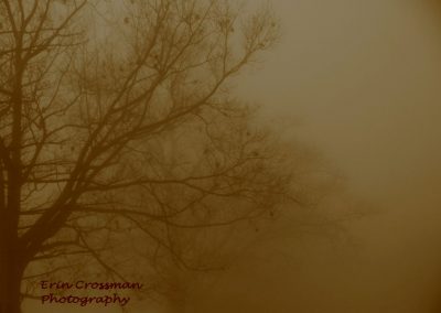 tree-fog