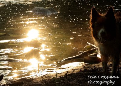 water-light-dog