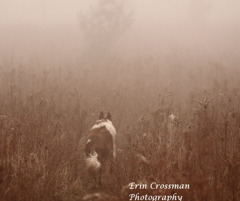 Dogs In The Fog