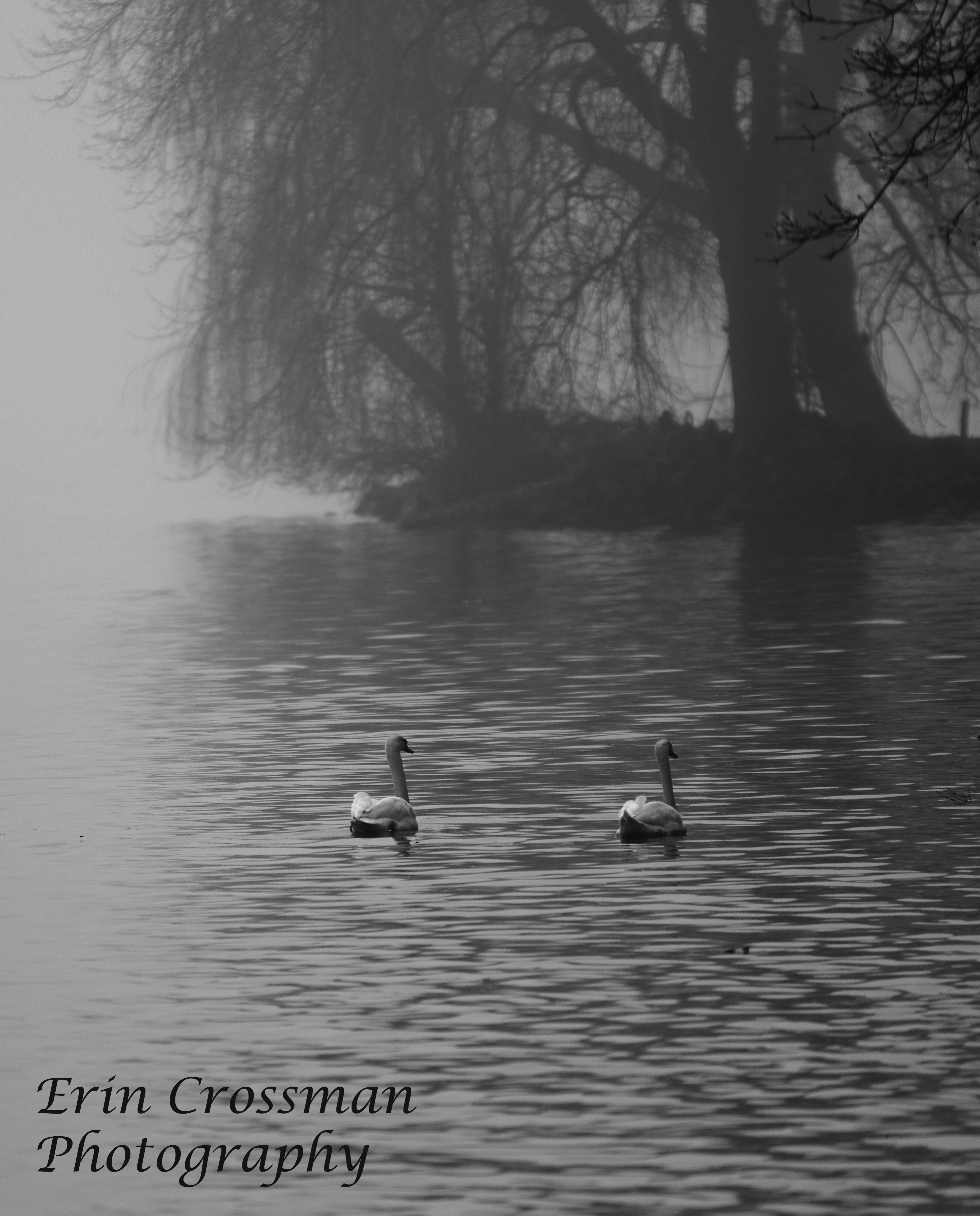 The Bonny Swans